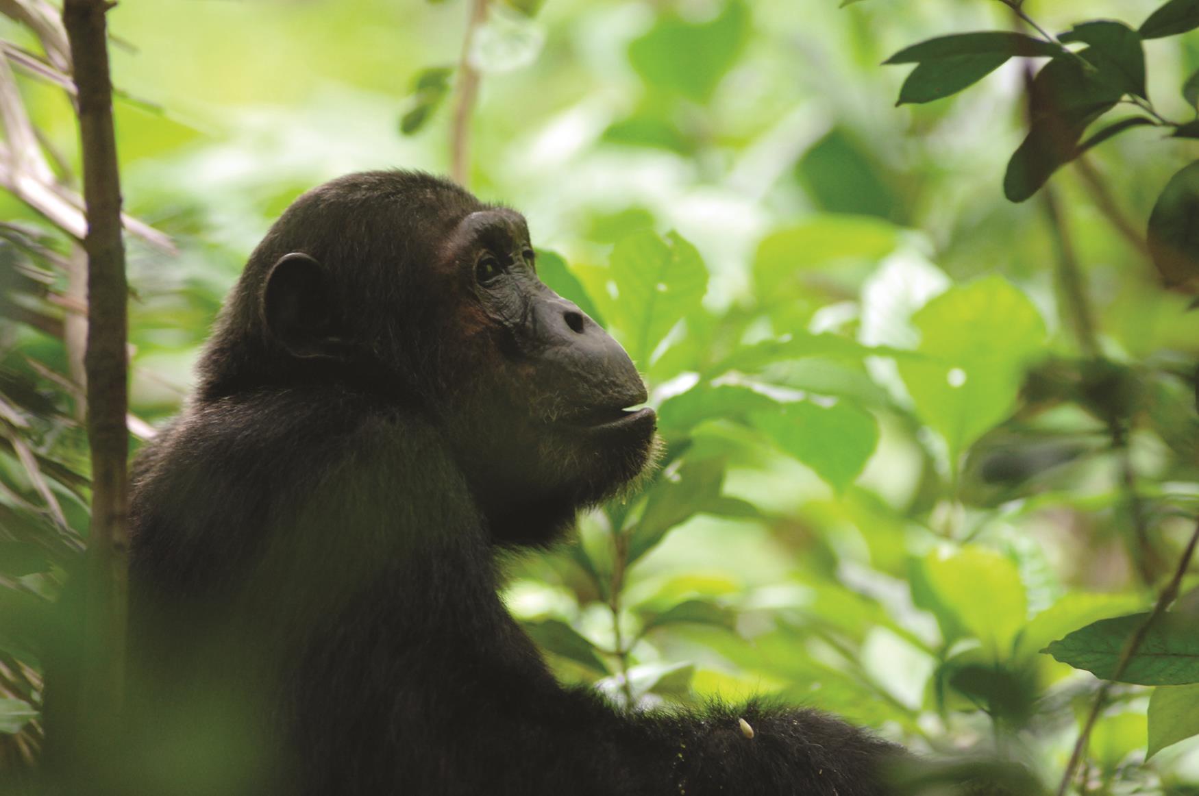 Safari gli Scimpanzè del Mahale